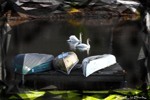 SWANS AND DOCKED CANOES ON A SMALL LAKE IN EASTERN PENNSYLVANIA.