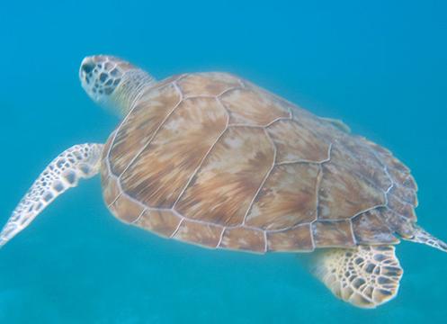 SEA TURTLE WAS TAKEN OFF THE COAST OF ANTIGUA IN THE WEST INDIES.